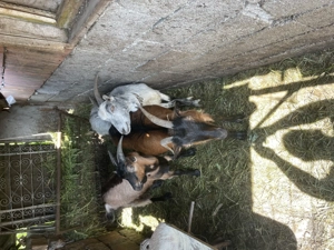 Vând 3 capre și un țap 