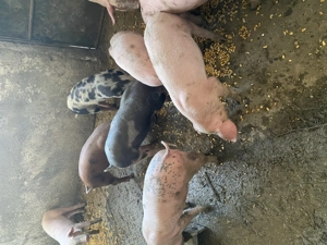 Purcei Rasa Landrace