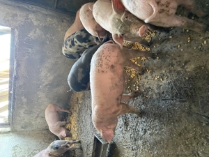 Purcei Rasa Landrace - imagine 2 Purcei Rasa Landrace - imagine 2