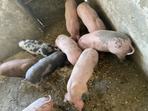 Purcei Rasa Landrace - imagine 3 Purcei Rasa Landrace - imagine 3