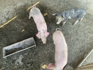 Purcei Rasa Landrace - imagine 5 Purcei Rasa Landrace - imagine 5