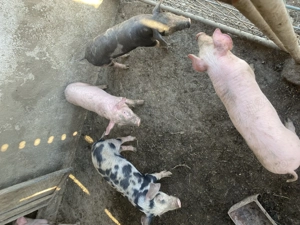 Purcei Rasa Landrace - imagine 4 Purcei Rasa Landrace - imagine 4