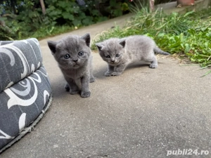 vand puiuti de British Shorthair Blue - imagine 3