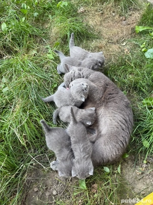 vand puiuti de British Shorthair Blue - imagine 5