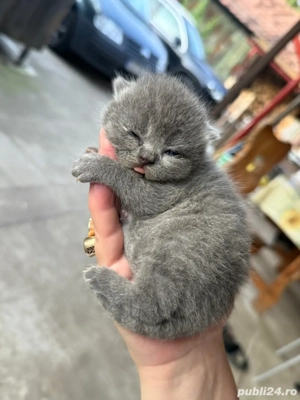 vand puiuti de British Shorthair Blue - imagine 4