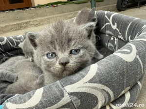 vand puiuti de British Shorthair Blue - imagine 2