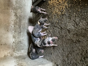 Purcei rasa Pietrain 