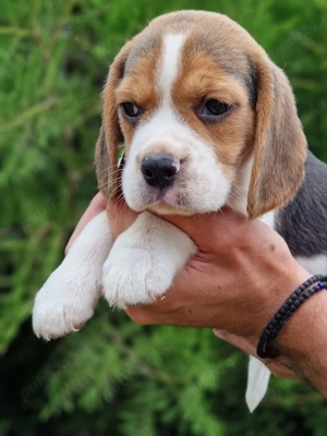 Vând pui beagle 