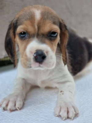 Vând pui beagle  - imagine 5