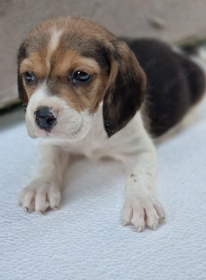 Vând pui beagle  - imagine 4