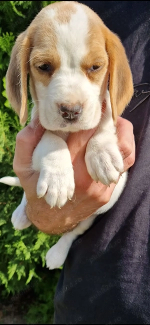 Vând pui beagle  - imagine 3