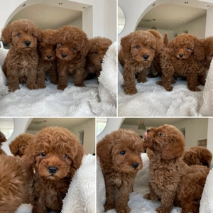 Caniche Pudel Roșu Roșcat Poodle