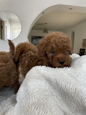 Caniche Pudel Roșu Roșcat Poodle - imagine 2