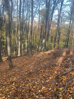 Teren forestier - imagine 3