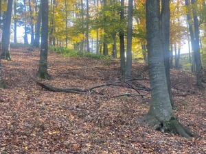 Teren forestier - imagine 4