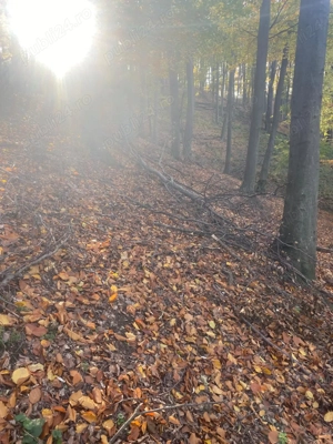 Teren forestier - imagine 2