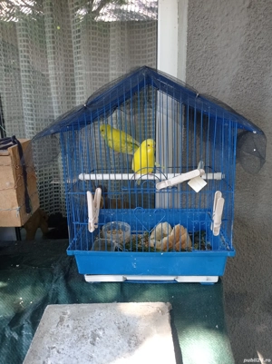 VIND Papagali Perus - imagine 2