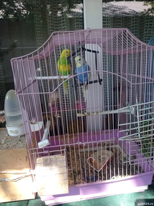 VIND Papagali Perus - imagine 3