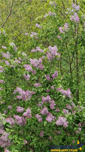 FILM! Rezidenta montana,decor apreciabil, pod mansardabil,garaj propriu,Central - imagine 17