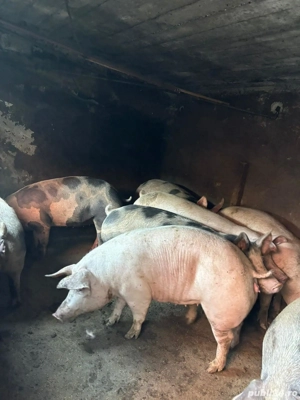 vand porci - imagine 2