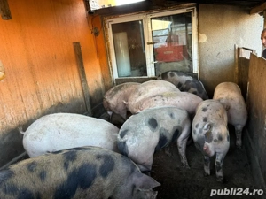 Vand porci - imagine 2