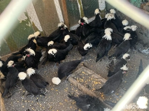 Vând pui moțată olandeza 