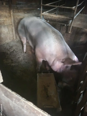 Vand scroafa Pietrain 