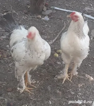 Vand 2 cocosi de rasa, 100 ron buc