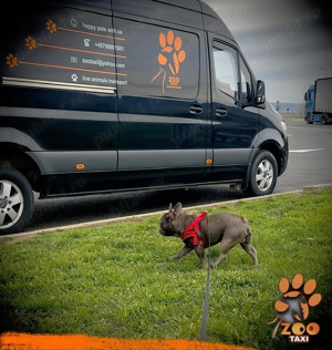 Transport caini si pisici -Romania si Europa - imagine 2