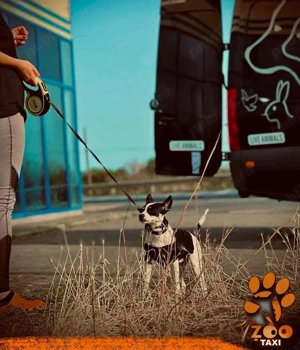 Transport caini si pisici -Romania si Europa