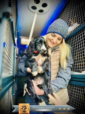 Transport caini si pisici -Romania si Europa - imagine 5