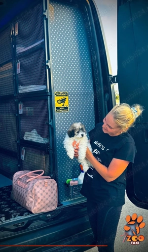 Transport caini si pisici -Romania si Europa - imagine 3