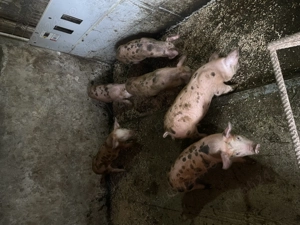 vand porci 8 saptamani