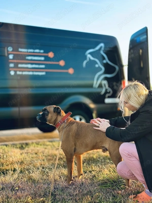 Transport caini si pisici -Romania si Europa - imagine 6