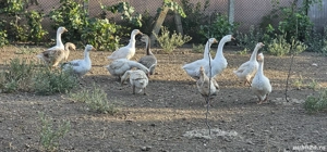 vand boboci de gasca  - imagine 2 vand boboci de gasca  - imagine 2