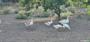 vand boboci de gasca