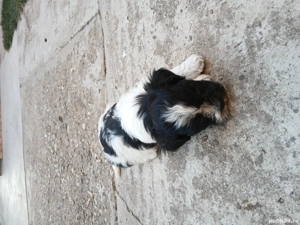 Vând Bichon Maltez foarte jucăuși  - imagine 4 Vând Bichon Maltez foarte jucăuși  - imagine 4