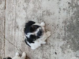 Vând Bichon Maltez foarte jucăuși  - imagine 5 Vând Bichon Maltez foarte jucăuși  - imagine 5