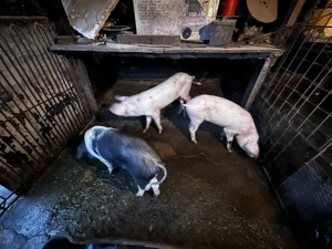 Vand porci aprox.  50 kg - imagine 3