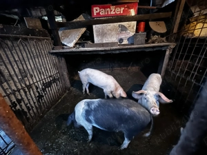 Vand porci aprox.  50 kg - imagine 2