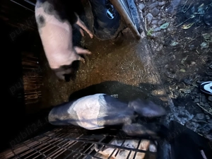 Vand purcele de sămânță