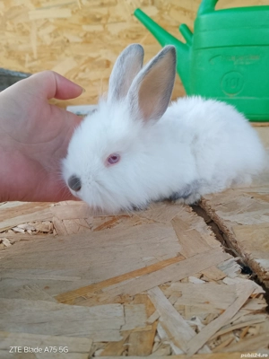 vand sau schimb iepurasi cap de leu toy