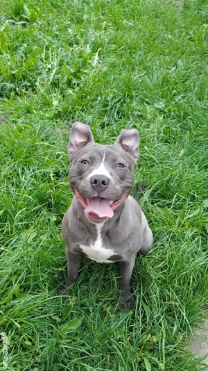 Vând Amstaff femela 