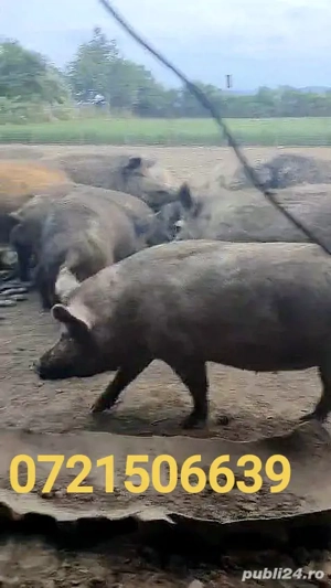 Vând porci crescuți 100% natural, în libertate   rase Mangalița, Mistreț domesticit și metiși* - imagine 2