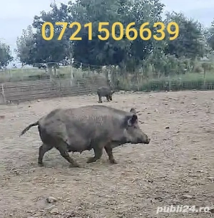 Vând porci crescuți 100% natural, în libertate   rase Mangalița, Mistreț domesticit și metiși*