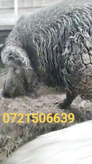 Vând porci crescuți 100% natural, în libertate   rase Mangalița, Mistreț domesticit și metiși* - imagine 5