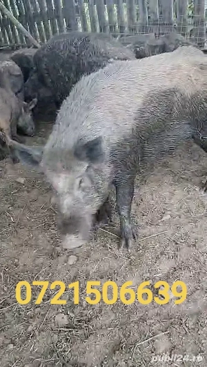 Vând porci crescuți 100% natural, în libertate   rase Mangalița, Mistreț domesticit și metiși* - imagine 4