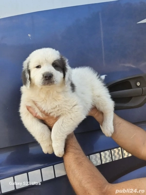 Pui Ciobanesc de Bucovina - imagine 4