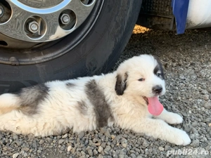 Pui Ciobanesc de Bucovina - imagine 3