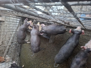 Purcei de vânzare  - imagine 4 Purcei de vânzare  - imagine 4